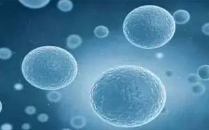 �ڿ�����̥��ϸ��